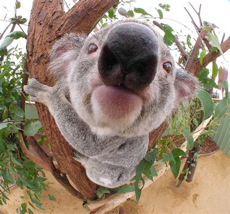 Cute Koala Close Up