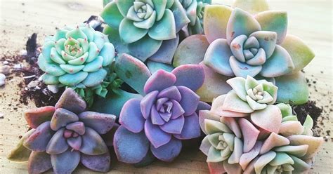 Check spelling or type a new query. Watering succulents can seem daunting at first. How can ...