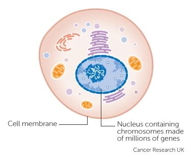 If the cancer has spread only to lymph nodes on the same side of the chest where the cancer started, it is called stage iiia. How Does Cancer Start? - GenWorks