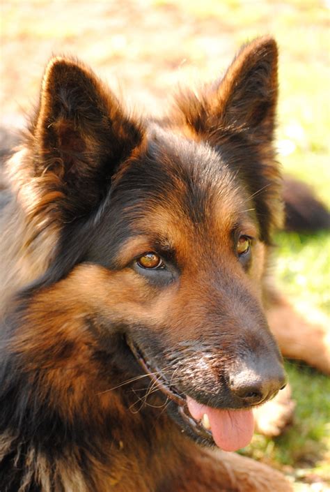 Free Images Animal Close Up Head Vertebrate Dog Breed Old German
