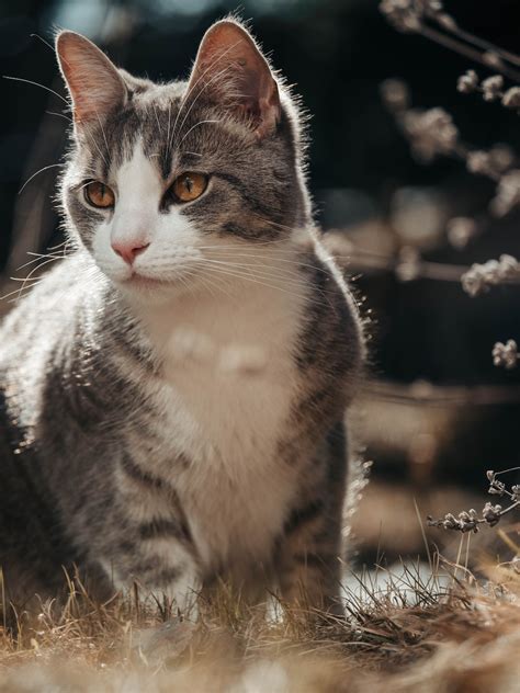 750 Cute Cat Pictures Download Free Images On Unsplash