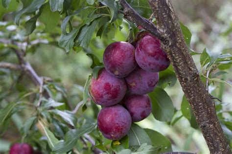 Plum Trees — Sunnyside Nursery