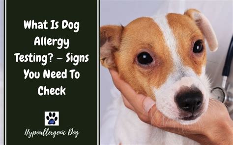What Is Dog Allergy Testing Hypoallergenic Dog