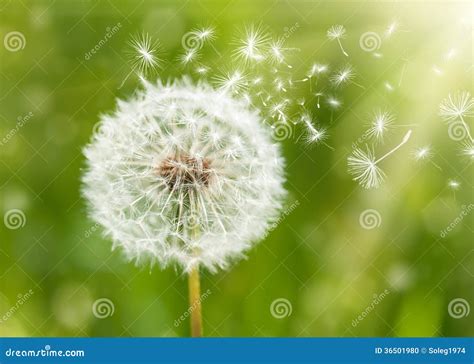 Dandelion With Flying Seeds Stock Photo Image 36501980