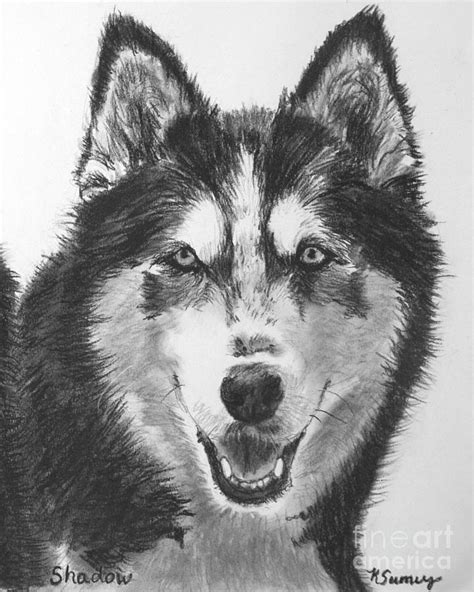 Siberian Husky Drawing Drawing By Kate Sumners