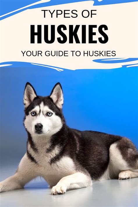 Types Of Huskies Your Guide To Huskies