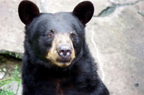 björn baribal kaliningrad gratis foto på pixabay pixabay