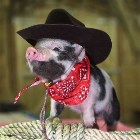 10 Most Adorable Micro Pig Photos Ever Photos Image 3 Abc News
