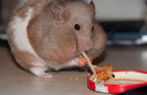 21 Hamsters Caught Stuffing Their Big Fat Faces Pleated