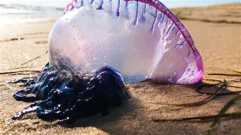 Estas Son Las Playas Donde Se Han Detectado Ejemplares De La Temida