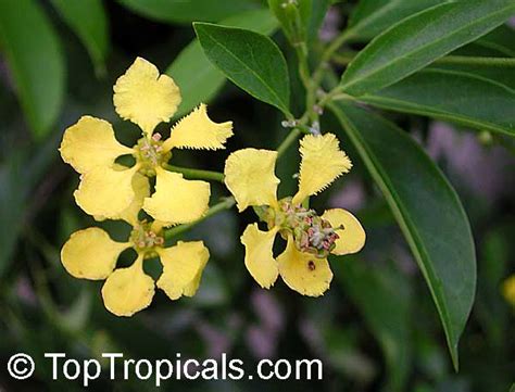 The vine climbs on trellis and fence but can also twine or use it as a ground cover. Mascagnia macroptera, Butterfly pea vine, Yellow Orchid ...