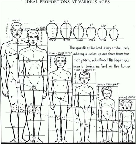 Proportions Of The Human Figure How To Draw The Human Figure In The Correct Proportions How