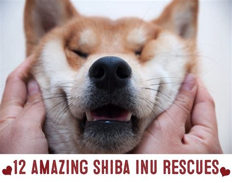 Shiba Inu Rescue Organizations My First Shiba Inu