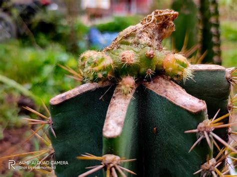 Many species of cactus are known for growing cactus pups. Secrets To Growing Cactus And Succulents: November 2019 ...