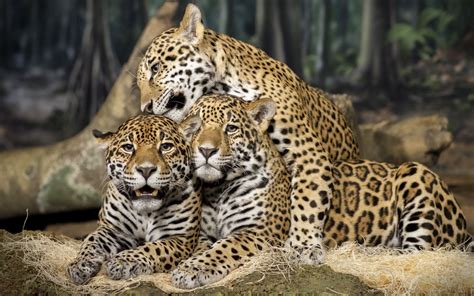 Amazon rainforest animals tropical rainforest food web. Tropical Rainforest - ThingLink | Jaguar animal