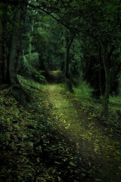 Enchanted Forest 4 By Cathleentarawhiti New Zeeland