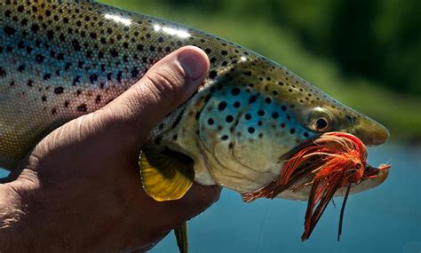 Trout Streamers And The Problem With Pushing Water Fly Fishing Gink