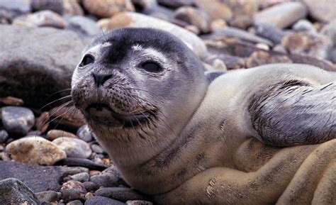 A Seals Journey Presentation By Marine Mammals Of Maine