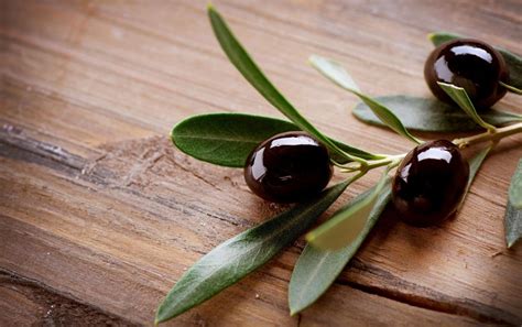 Olive Tree Wallpapers Wallpaper Cave
