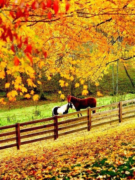 Horses In The Fall Autumn Scenery Fall Pictures Autumn Scenes