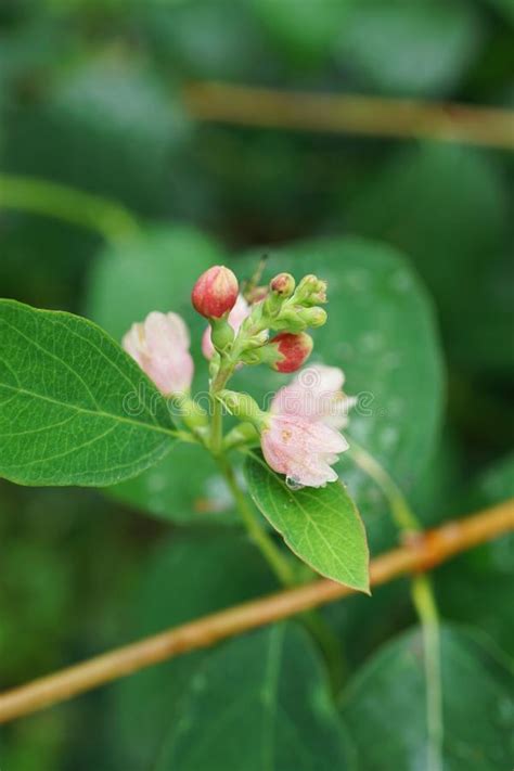 Close Up Of White And Pink Snowberry Flowers Symphoricarpos Albus On A