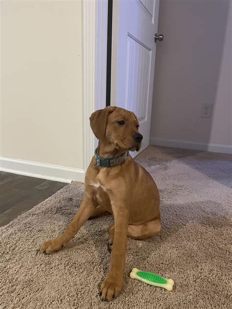 Rhodesian Ridgeback Lab Mix Puppy