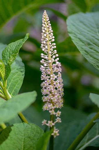 Phytolacca Esculenta Indian Poke Bush Asian Pokeweed Flowering Plant Group Of White Light Pink