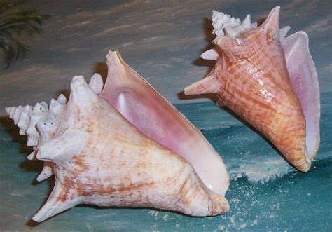 Two Seashells In The Water With Palm Trees In The Background