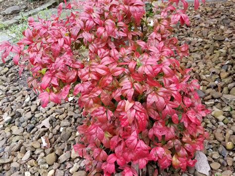 nandina shrubs offer gorgeous winter color mississippi state university extension service