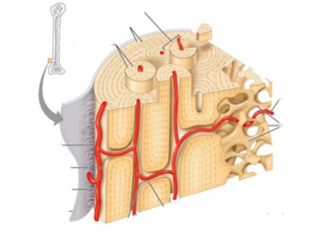 Microscopic Structure Of Compact Bone Diagram Quizlet