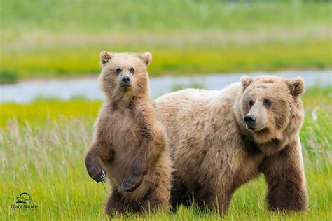 1031171 Animals Wildlife Bears Grizzly Bear Brown Bear Bear