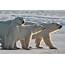 Judge Takes Away Critical Polar Bear Habitat • The National Wildlife 