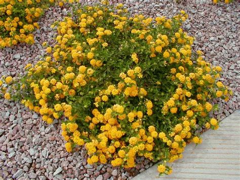 Best Arizona Flowering Plants Arizona Desert Plants Guide Arizona
