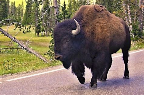 Play Dead Or Die Woman Trips While Running From Charging Bison