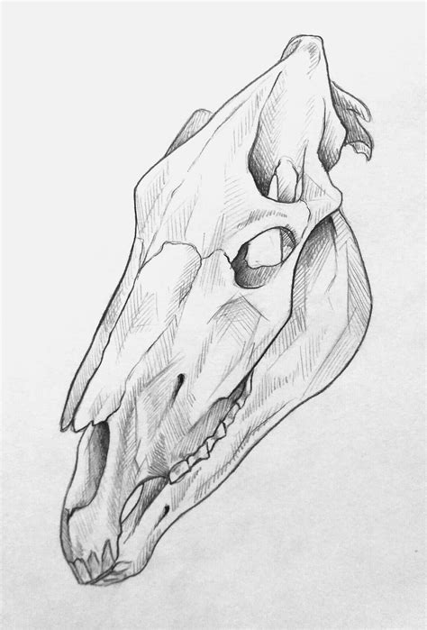 Artstation Horse Skull