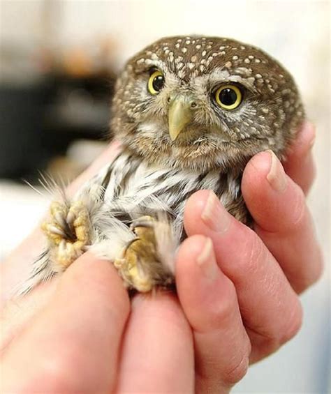 Pet Owl Baby Owls Owl Cute Animals