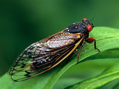 Why Do Some Cicadas Appear Only Every 17 Years Britannica