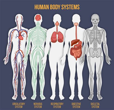 12 Infographics That Explain Why We Get Sick Body Systems Human Body