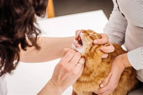 Cat Mouth Sore Causes Signs And Treatments Vet Answer Catster