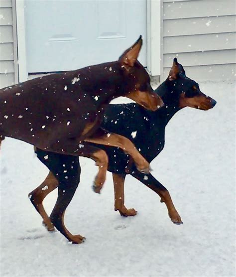 Playing In The Falling Snow Doberman Pinscher Doberman Doberman Dogs