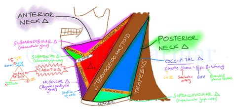 Triangles Of The Neck Visual Mnemonic On Meducation Medical