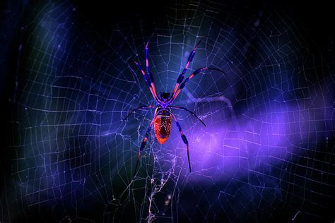 Night Glowing Spider Photograph by Don Columbus