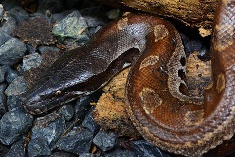 Blood Python Thailand Python Brongersmai Thailandsnakes