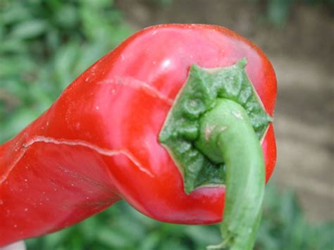 http://www.omafra.gov.on.ca/IPM/english/peppers/diseases-and-disorders/fruit-cracking.html