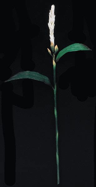 earthflora faux elegant flowering stems celebrate every season in style life like display