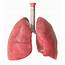 Human Lungs Photograph By Animated Healthcare Ltd/science Photo Library