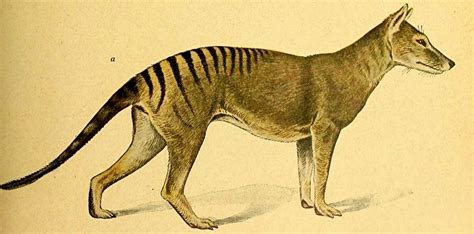 Despite evidence that feral dogs and widespread mismanagement were responsible for the majority of stock losses, the thylacine became an easy scapegoat and was hated and feared by the. ShukerNature: THE BEAST OF BUDERIM - IS AUSTRALIAN ...