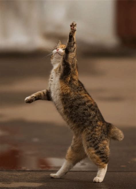 This Dancing Cat Rphotoshopbattles