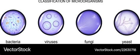 classification of microorganisms royalty free vector image