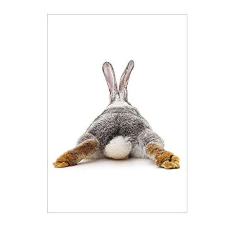 Bunny Fluffy Butt Pictures £118 Inc Delivery £019 At Amazon